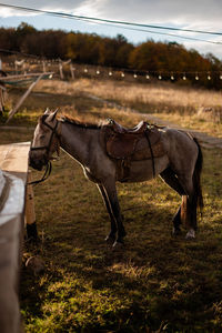 Horse standing on field