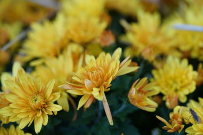 Close-up of  group of yellow flowering plants