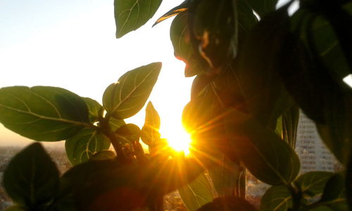 Low angle view of a plant