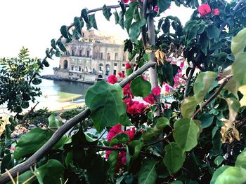 Flowering plants by building against sky