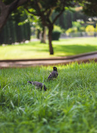 View of bird on field