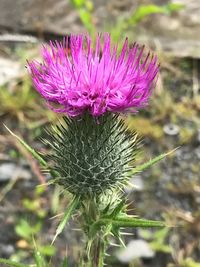 Close-up of thistle blooming outdoors