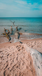 View of driftwood on beach