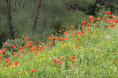 Red poppy flowers on field