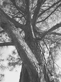 Low angle view of bare tree in forest