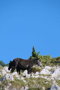 animal