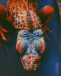 Close-up of a turtle