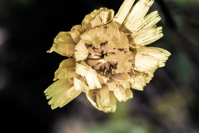 Close-up of flowering plant