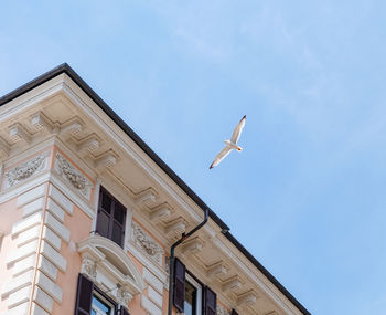 Low angle view of bird flying against clear sky