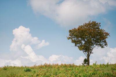 Tree on field against sky