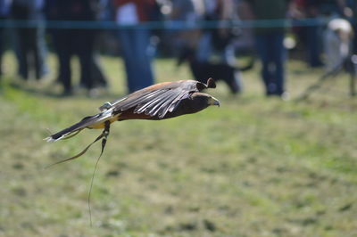 Close-up of bird perching outdoors