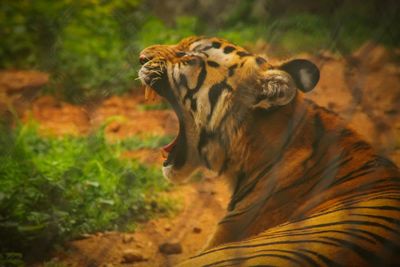 Close-up of a cat looking away