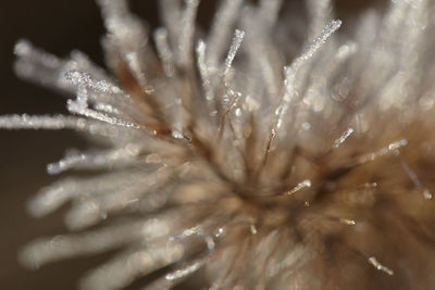 Close-up of wet plant during winter