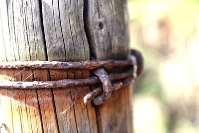 Close-up of rusty tied up on wood