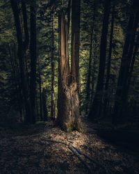 Dirt road amidst trees in forest