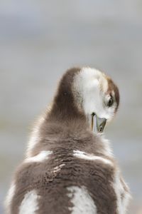 Close-up of bird