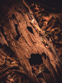 Close-up of dried tree trunk
