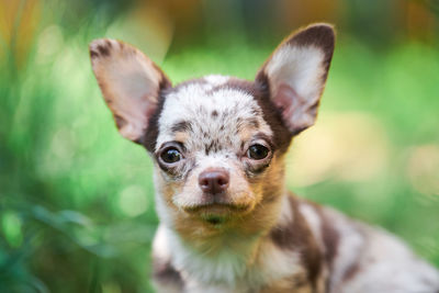 Chihuahua puppy, little dog in garden. cute small doggy on grass. short haired chihuahua breed