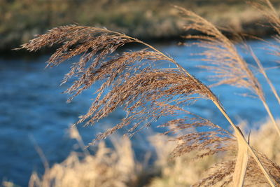 Close-up of dry plant on land