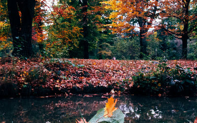 Trees by lake in forest during autumn