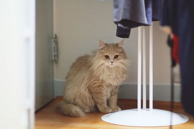 Portrait of turkish angora cat sitting at home