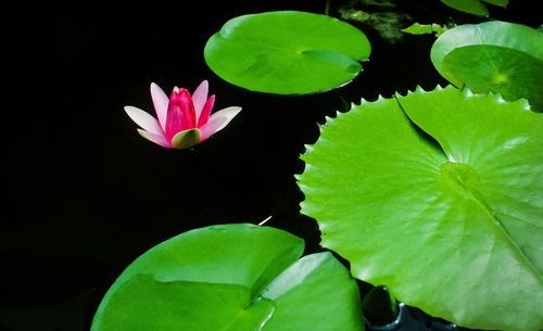 Close-up of lotus water lily in pond