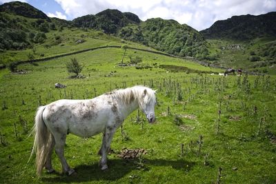 Horses grazing on mountain