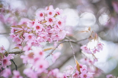 Close-up of pink cherry blossom