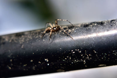Close-up of spider crawling on railing