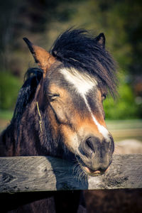 Close-up of a horse