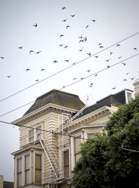 Low angle view of birds flying against sky