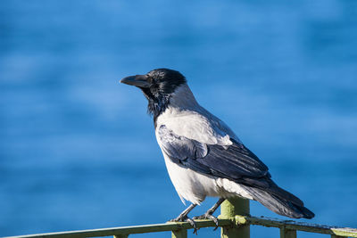 Close-up of bird perching on branch