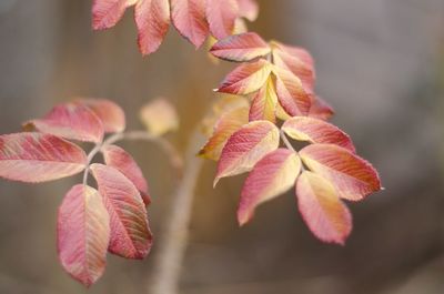 Close-up of pink rose flower