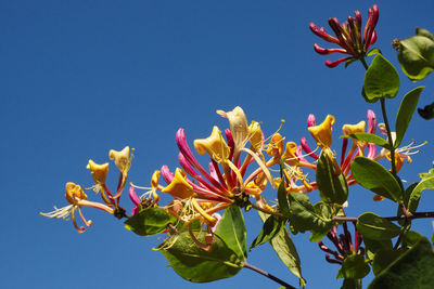 Low angle view of flowering plants against clear blue sky