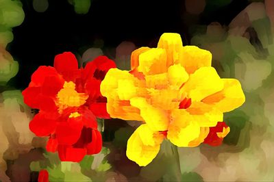 Close-up of yellow flowers blooming outdoors