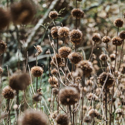 Close-up of dried flowers on field