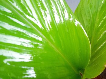 Close-up of green leaves