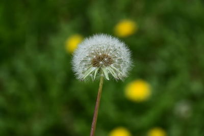 Close-up of dandelion flower
