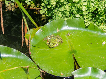 Close-up of insect on plant