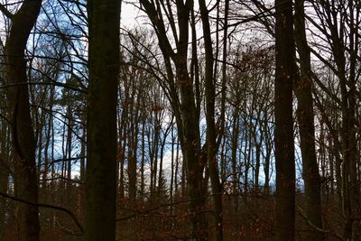 Bare trees in forest