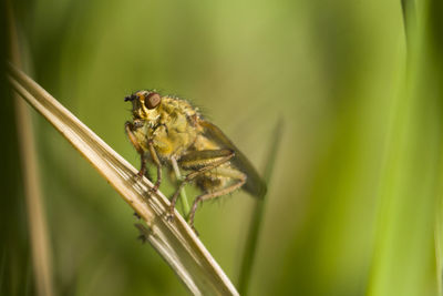 Close-up of grasshopper