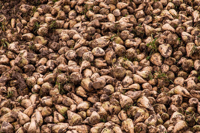 Sugar beets are stored outside in large piles after harvest in autumn