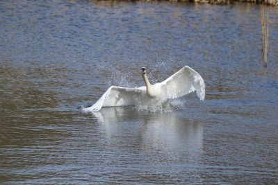 Swan landing on  lake