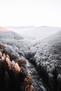 Scenic view of pine forest against sky