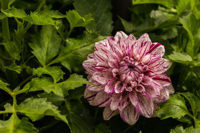 Close-up of pink flowers