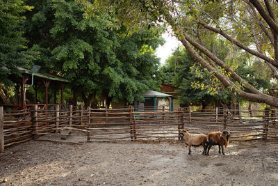 View of a horse in the forest