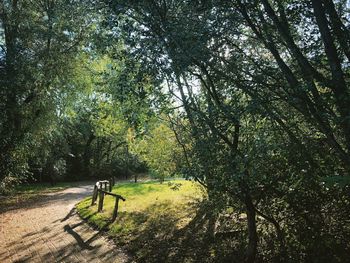 Shadow on tree in park