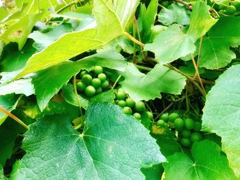 Close-up of grapes growing on tree
