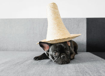 Portrait of dog with hat sitting on sofa