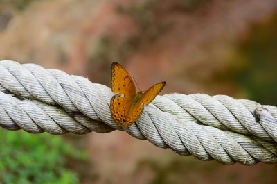 Close-up of rope